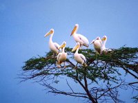 Greate White Pelicans